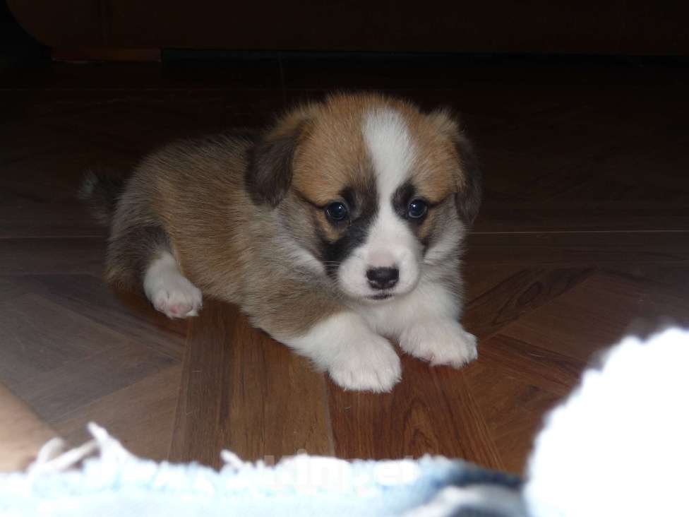 Собаки в других городах Краснодарского края: Вельш Корги Пемброк, щенок 1 Девочка, Бесплатно - фото 5