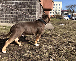 Собаки в Санкт-Петербурге: Щенок Американский Булли  Мальчик, 45 000 руб. - фото 6