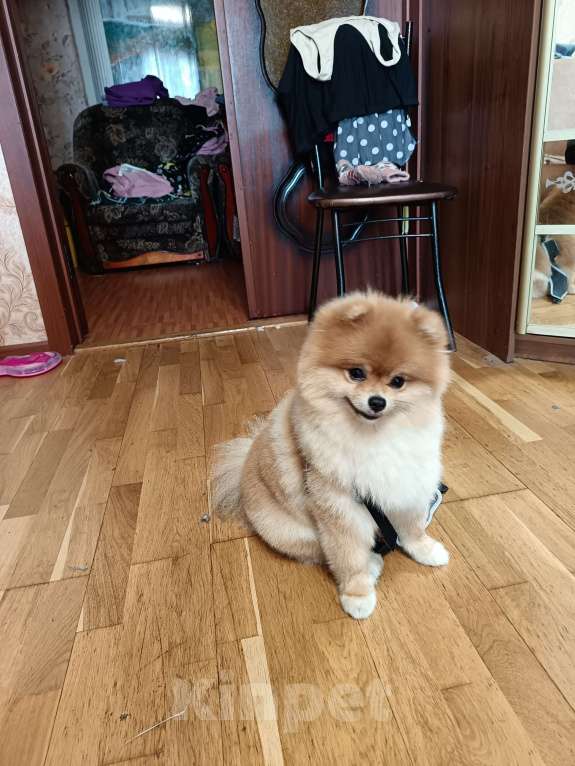 Собаки в Москве: Отдам в добрые руки Мальчик, 100 руб. - фото 3