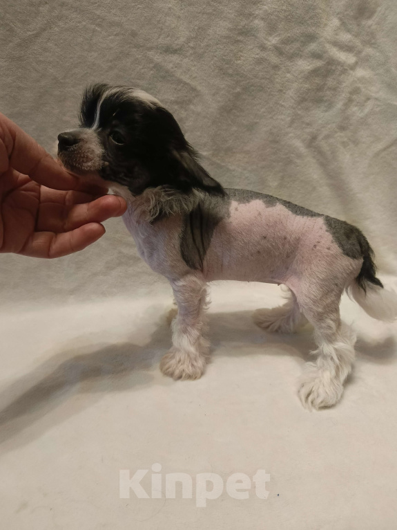 Собаки в Санкт-Петербурге: Китаечка мини Девочка, 50 000 руб. - фото 6