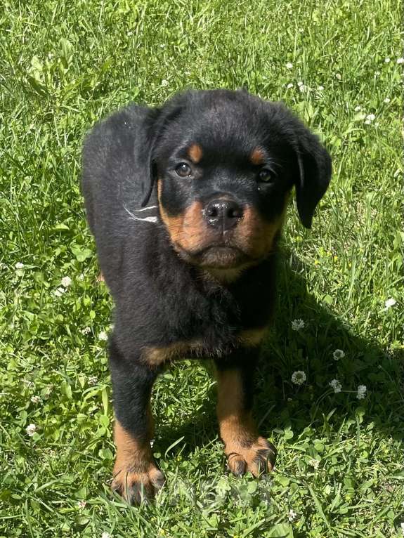 Собаки в других городах Ленинградской области: Щенок ротвейлера Мальчик, 50 000 руб. - фото 5