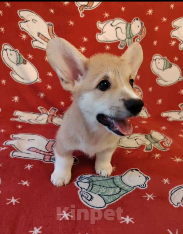 Собаки в Балашихе: Щенки вельш корги Мальчик, 30 000 руб. - фото 4