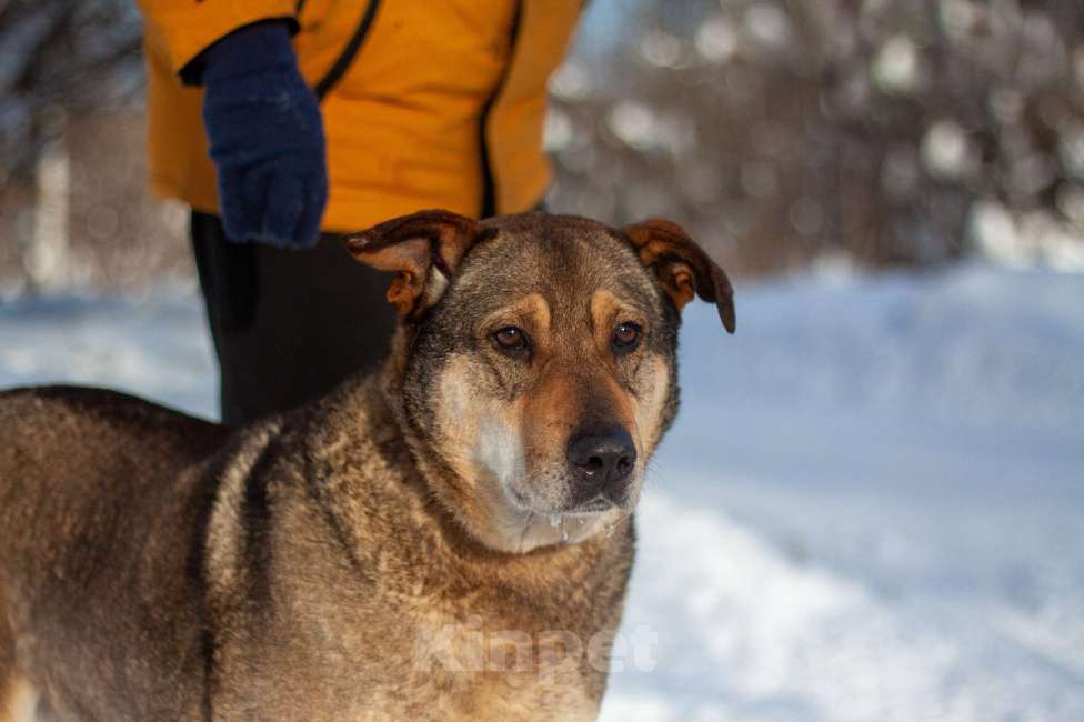 Собаки в Балашихе: Джонни Мальчик, Бесплатно - фото 1