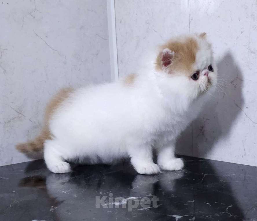 Кошки в Санкт-Петербурге: Персидский кукольный малыш Мальчик, Бесплатно - фото 3