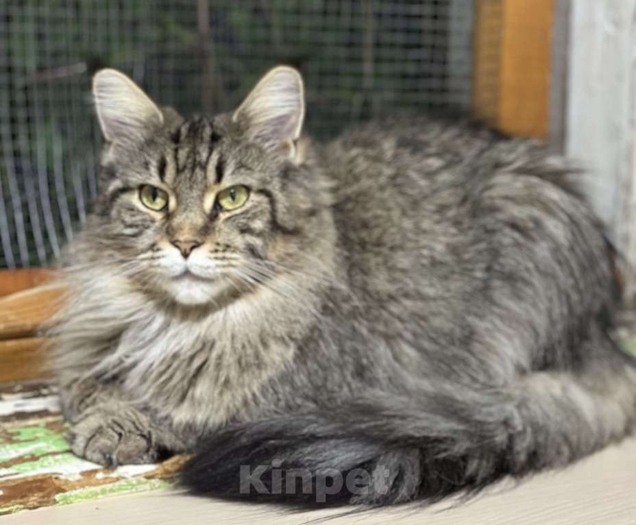 Кошки в Дедовске: Скромная Надин Девочка, 990 руб. - фото 2