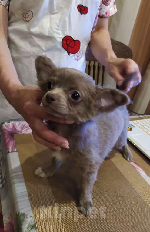 Собаки в Москве: Дш лиловая девчонка  Девочка, 60 000 руб. - фото 5