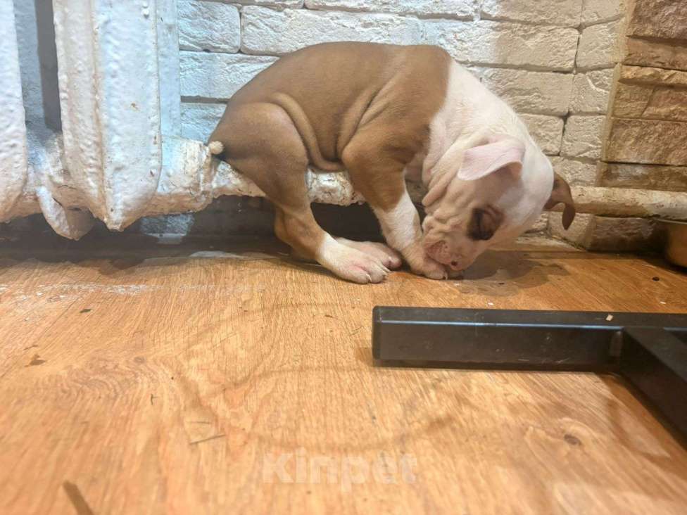 Собаки в Москве: Девочка АСТ Девочка, 25 000 руб. - фото 3