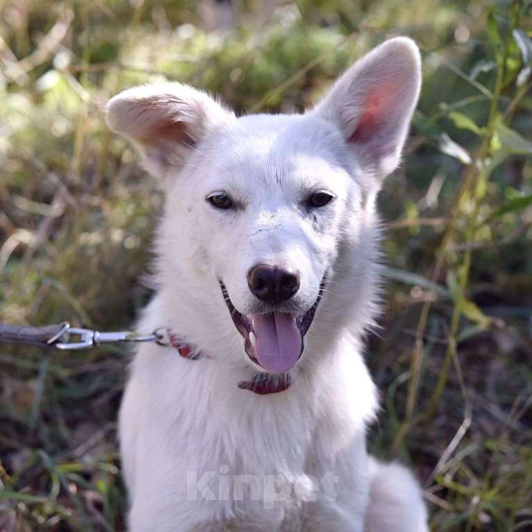 Собаки в Москве: Щенка-девочку спасли из отлова 🆘️ Срочно нужен дом Девочка, Бесплатно - фото 4