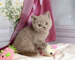 Кошки в Мурином: Британская кошечка окрас лиловый черепаховый Девочка, 30 000 руб. - фото 1