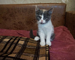 Кошки в Красногорске: Котенок Эмма 2,5 месяца очень хочет на ручки  Девочка, Бесплатно - фото 2