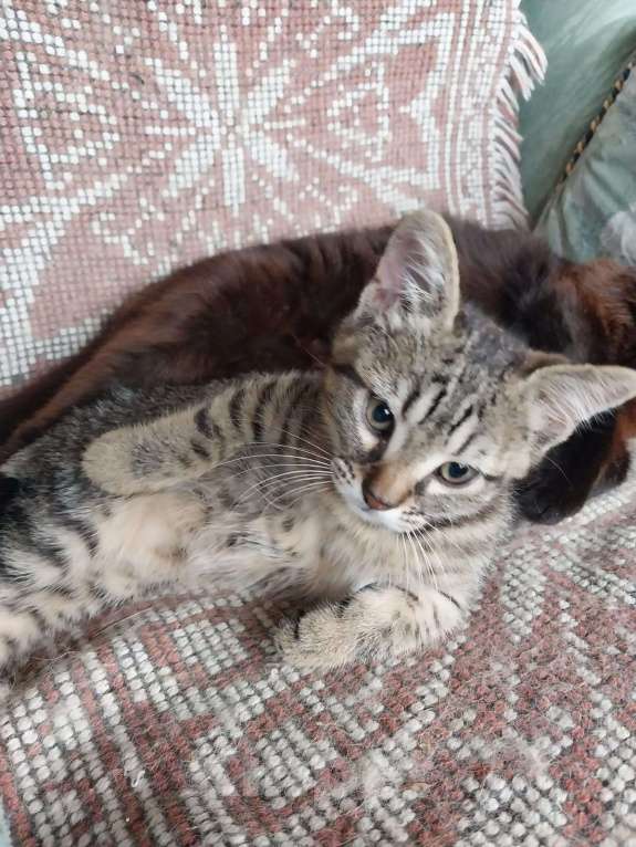 Кошки в других городах Краснодарского края: Серый  Мальчик, Бесплатно - фото 2