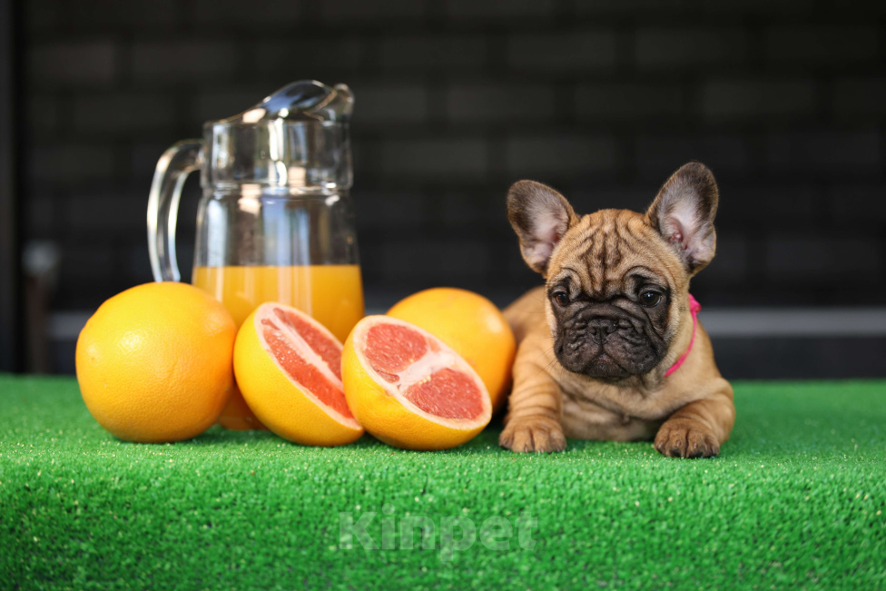 Собаки в Москве: Щенок французского бульдога Девочка, 45 000 руб. - фото 3