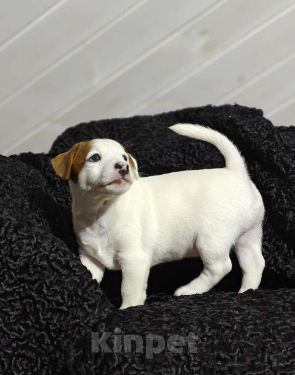 Собаки в других городах Московской области: Boomer — мощный, яркий, активный. Мальчик, 70 000 руб. - фото 5