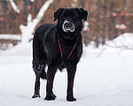 Собаки в Москве: Спокойный Рокки Мальчик, Бесплатно - фото 4