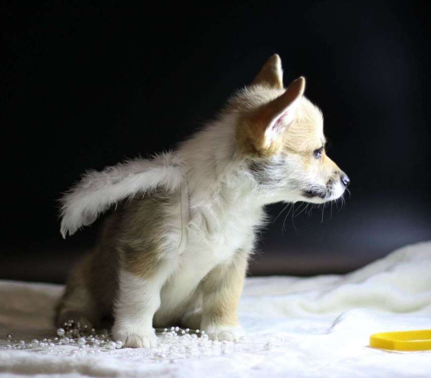 Собаки в Тольятти: Малышка Вельш Корги Пемброк Девочка, 80 000 руб. - фото 4