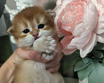 Кошки в Нижнем Новгороде: Шотланский котенок золотая шиншилла Девочка, 30 000 руб. - фото 1