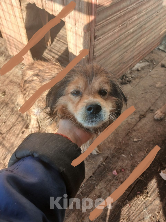 Собаки в Москве: Небольшая собачка в добрые руки Девочка, Бесплатно - фото 1