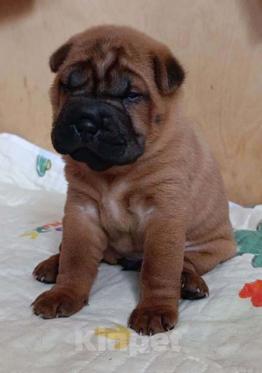 Собаки в других городах Калужской области: Щенки шарпея Мальчик, 50 000 руб. - фото 8