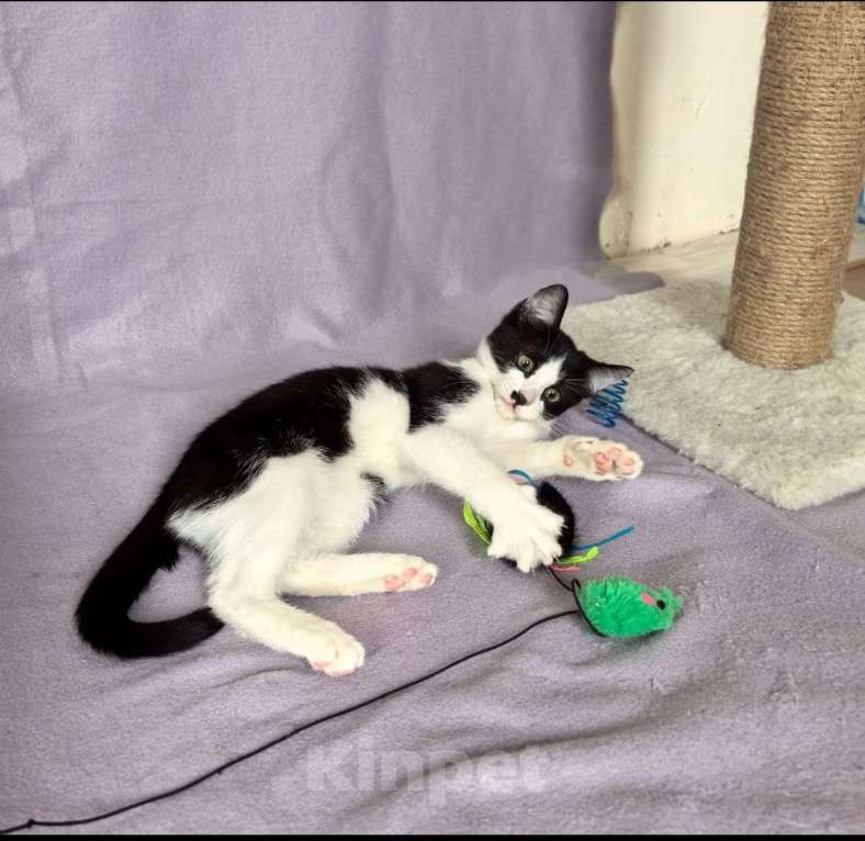 Кошки в других городах Московской области: Коржик Мальчик, Бесплатно - фото 4