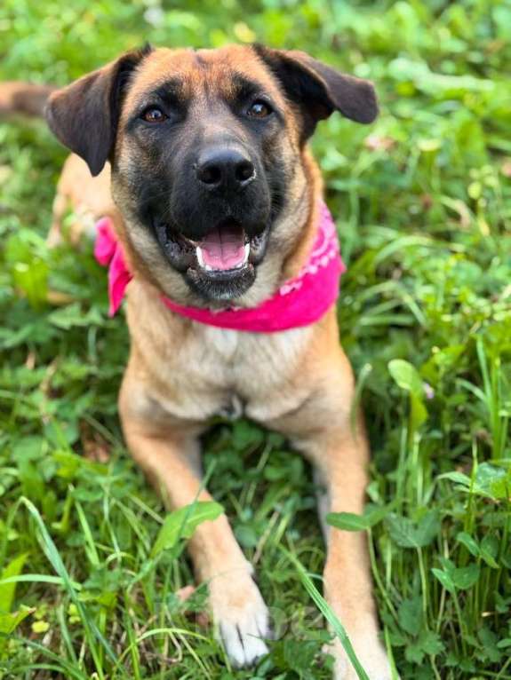 Собаки в Москве: Ищет дом замечательная собака Джина Девочка, 10 руб. - фото 5