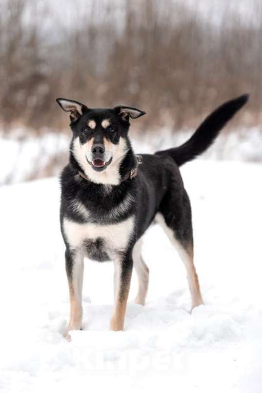 Собаки в Москве: Летающий и улыбающийся пёс Макс в добрые руки Мальчик, Бесплатно - фото 2