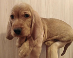 Собаки в Ярославле: Рыжий бретонский бассет Мальчик, 15 000 руб. - фото 1