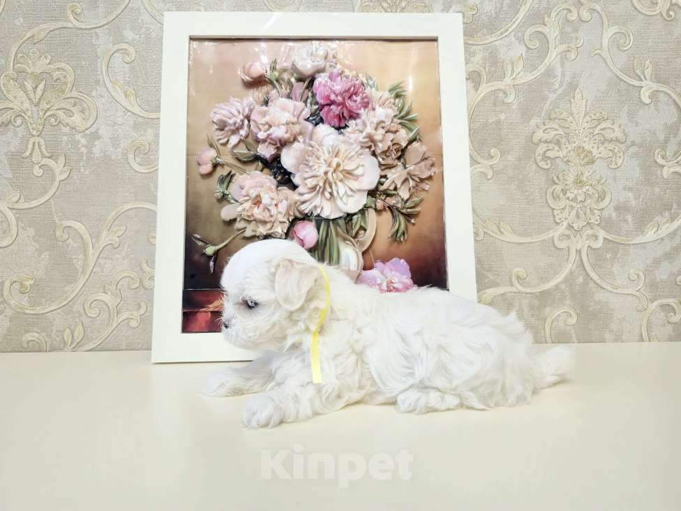 Собаки в Москве: Мальтезе мальчики Мальчик, 38 000 руб. - фото 4