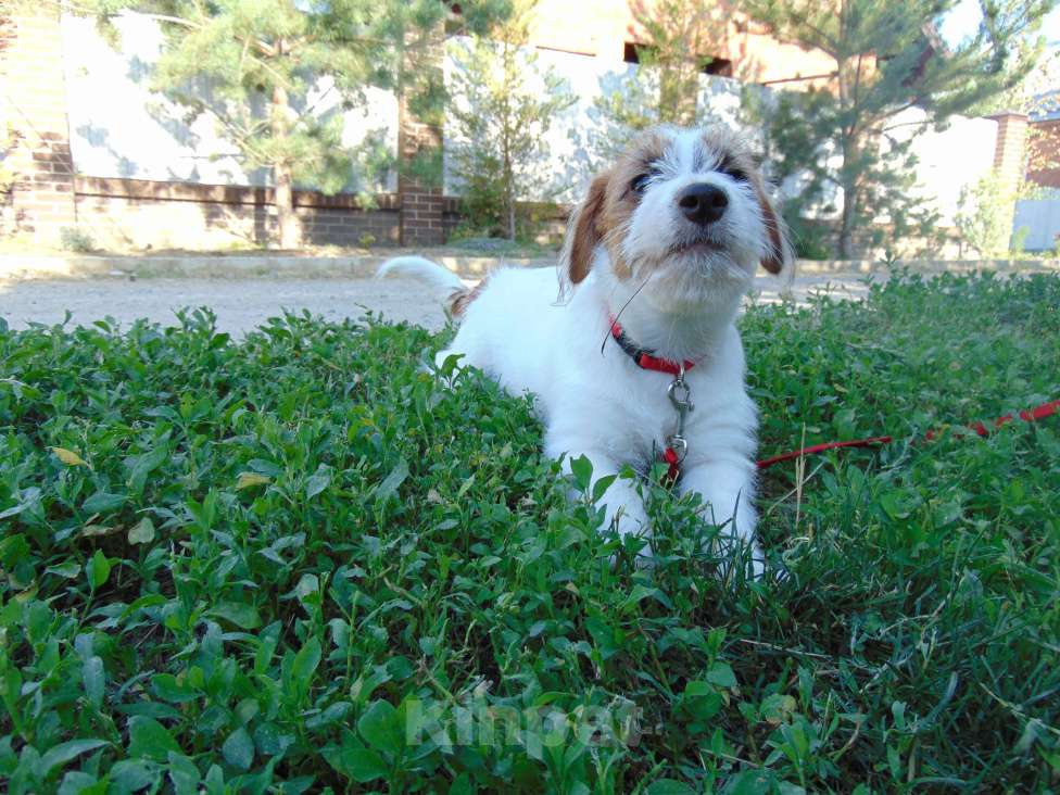 Собаки в Москве: Высокопородный щенок Джек Рассел терьера брокен Девочка, Бесплатно - фото 9