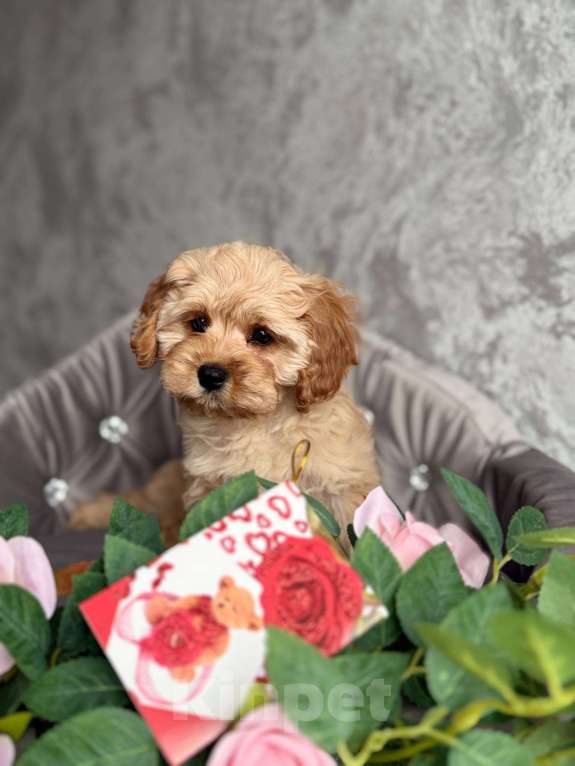 Собаки в Москве: Кавапу щенок Девочка, Бесплатно - фото 4