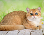 Кошки в Геленджике: Шотландский короткошёрстный котик Мальчик, 25 000 руб. - фото 2