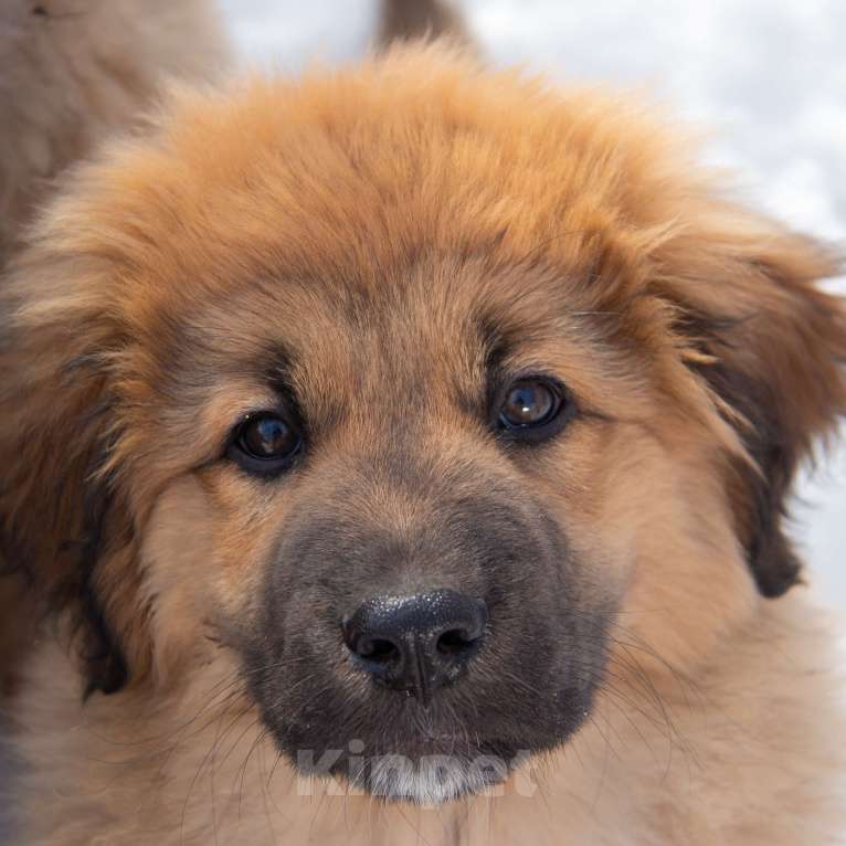 Собаки в Москве: Щенок Монгольского Банхара Мальчик, Бесплатно - фото 2