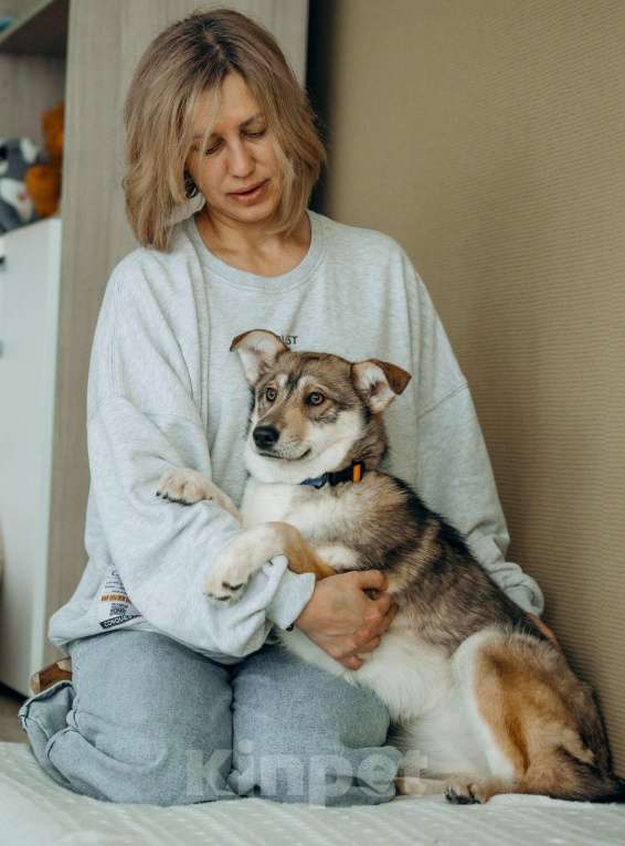 Собаки в Москве: Щенок бесплатно в Москве Девочка, Бесплатно - фото 7