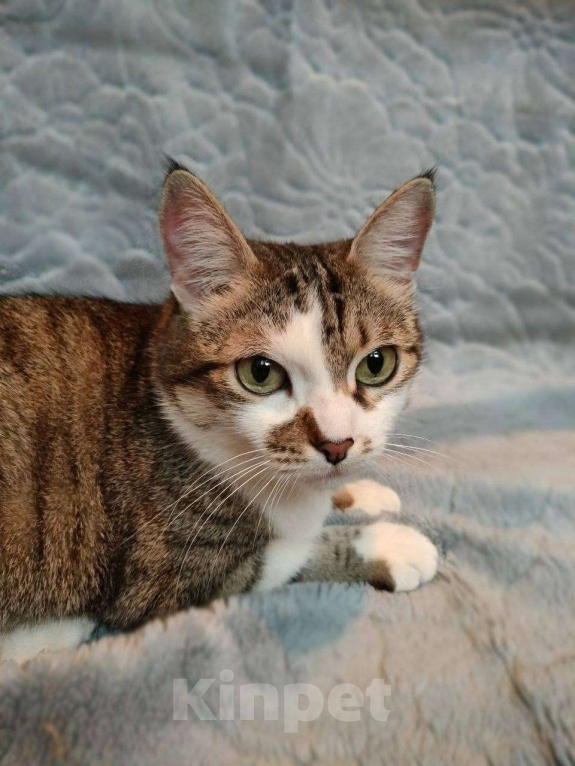 Кошки в Москве: Кошка Скалли ищет дом! Девочка, Бесплатно - фото 1