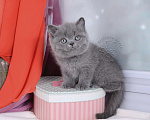 Кошки в Мурином: Британский котик голубого окраса (ген.тиккирован) Мальчик, 35 000 руб. - фото 2