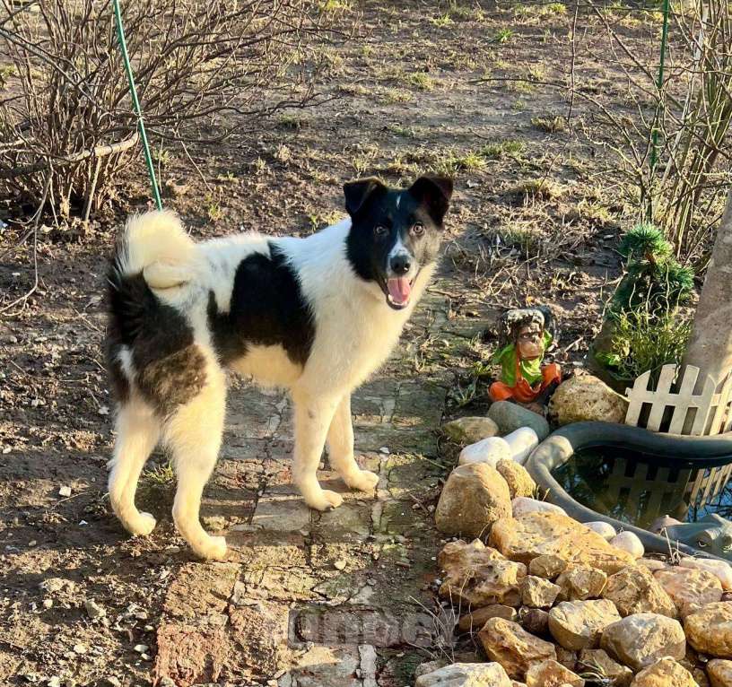 Собаки в других городах Московской области: Элвис  якутенок в добрые руки Мальчик, Бесплатно - фото 8
