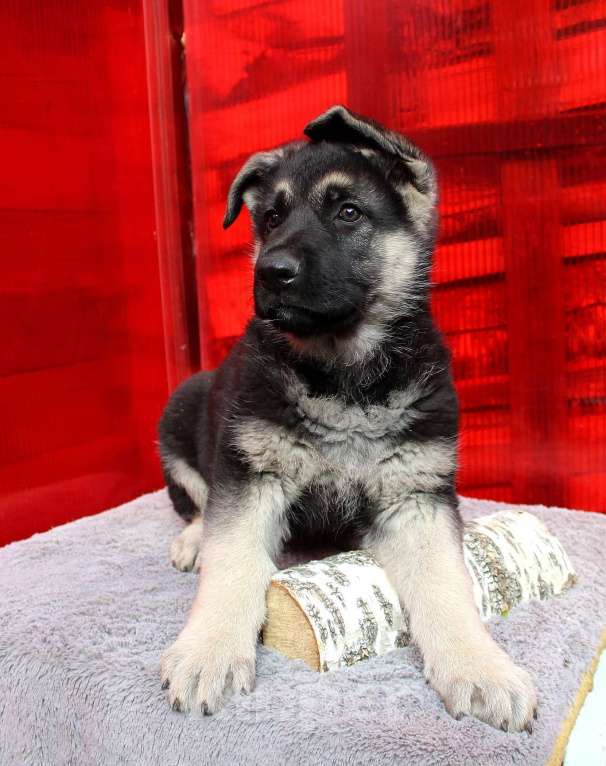 Собаки в Балашихе: Шикарная ВЕО девочка Девочка, 50 000 руб. - фото 2