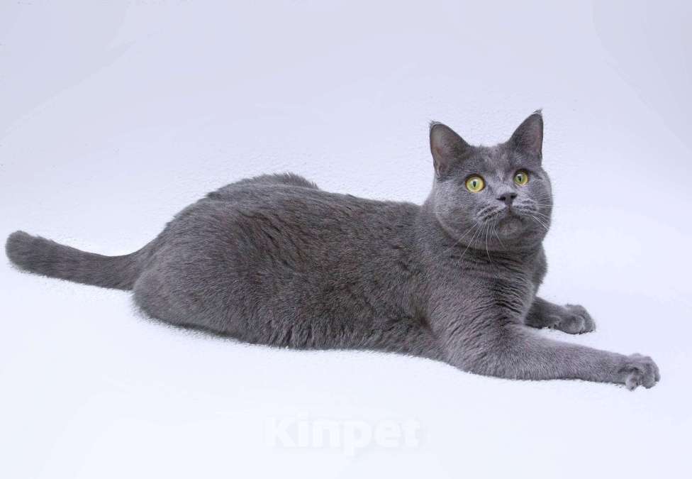Кошки в Москве: Ласковый русский голубой котик Гога Мальчик, Бесплатно - фото 6