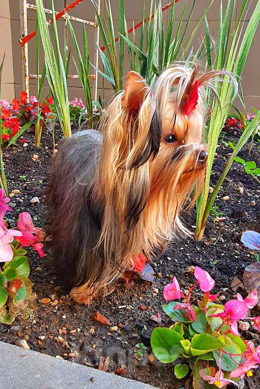 Собаки в Москве: МИНИ МАЛЬЧИК РКФ Мальчик, 45 руб. - фото 5