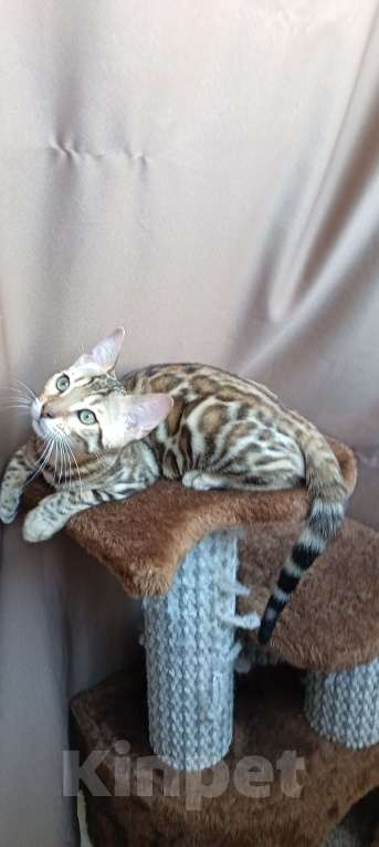 Кошки в других городах Свердловской области: Бенгальский котёнок Мальчик, Бесплатно - фото 2