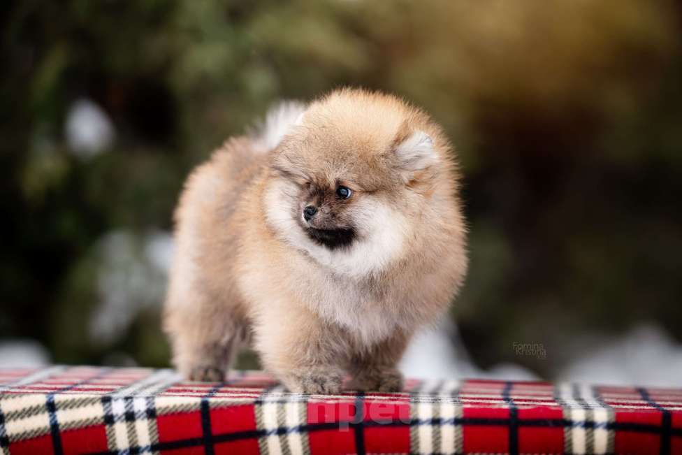 Собаки в Видном: Рыжий мальчик Мальчик, 40 000 руб. - фото 2