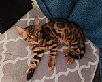 Кошки в Москве: Бенгальский котяткнок с родословной Мальчик, 45 000 руб. - фото 1