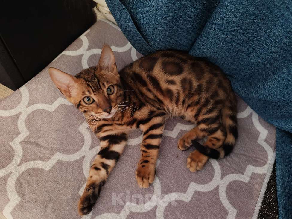 Кошки в Москве: Бенгальский котяткнок с родословной Мальчик, 45 000 руб. - фото 1