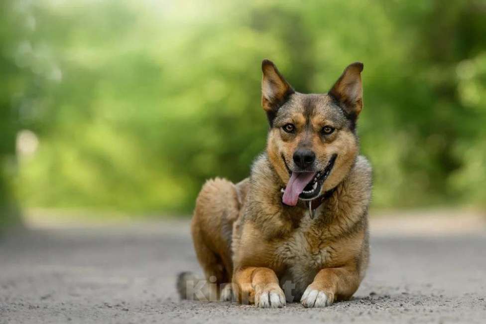 Собаки в Ярославле: Лиза ждет Вас в приюте! Девочка, Бесплатно - фото 5