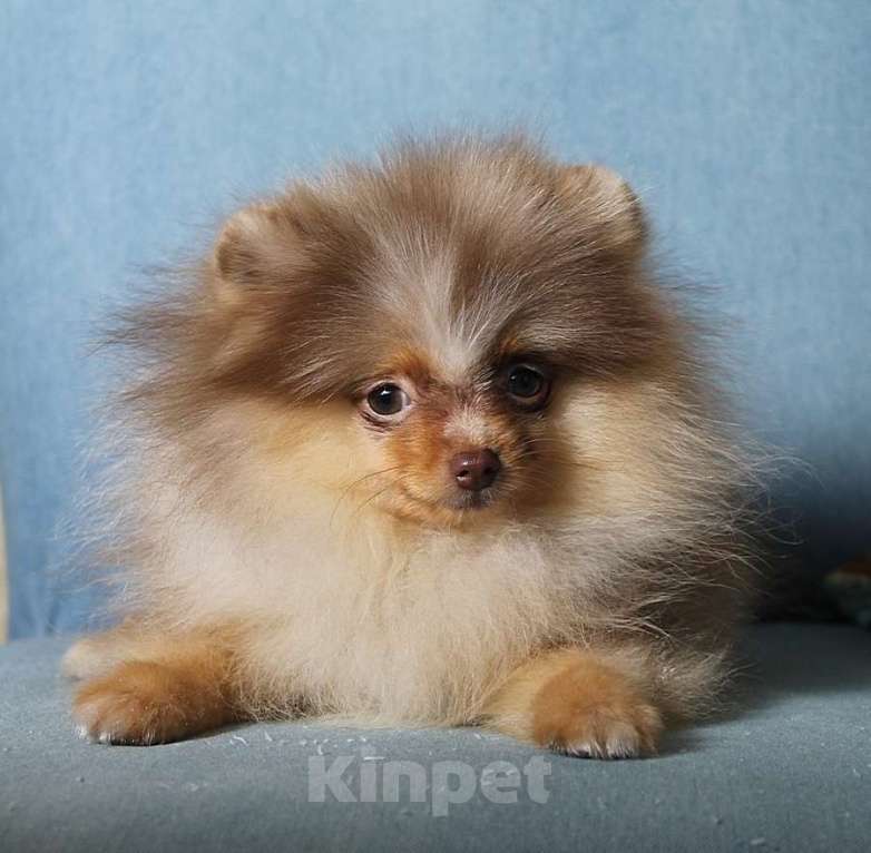 Собаки в Москве: Померанский мини мальчик Мальчик, 60 000 руб. - фото 3