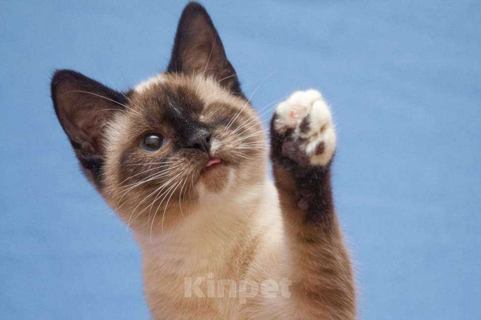 Кошки в Москве: Красивая кошечка Зефирка Девочка, Бесплатно - фото 1