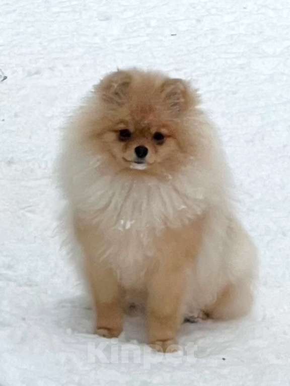 Собаки в Туле: Немецкий малый шпиц девочка Девочка, 35 000 руб. - фото 2