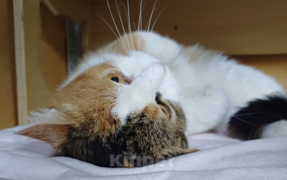 Кошки в Москве: Дашка ищет дом! Девочка, Бесплатно - фото 4