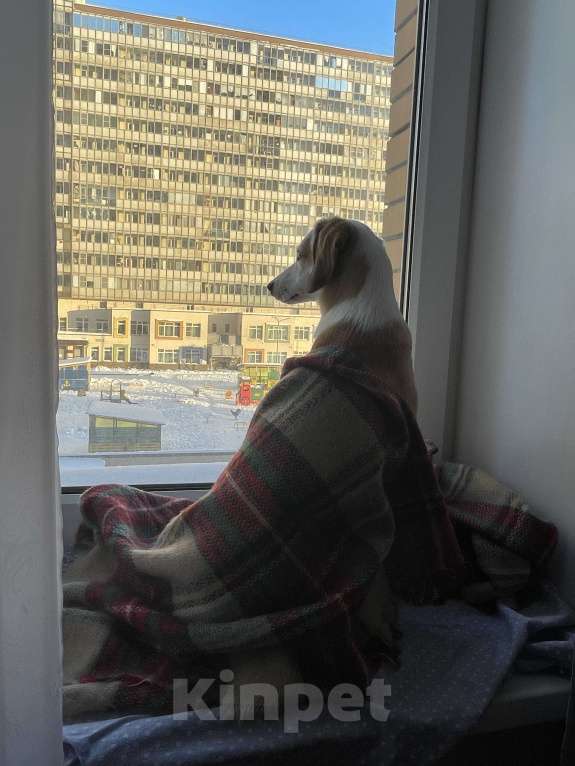 Собаки в Мурином: Собака в добрые руки Девочка, Бесплатно - фото 6