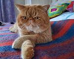 Кошки в Микуне: Кот для вязки экзотической породы, 3 000 руб. - фото 2