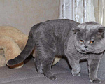 Кошки в Рыбинске: Плюшевые мордатые котята, 1 200 руб. - фото 5
